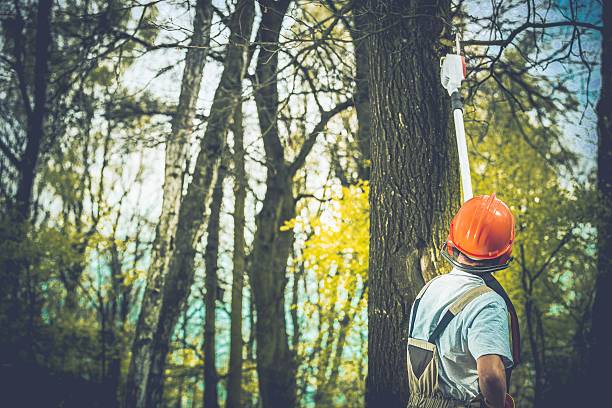 How Our Tree Care Process Works  in  East Lake Orient Park, FL